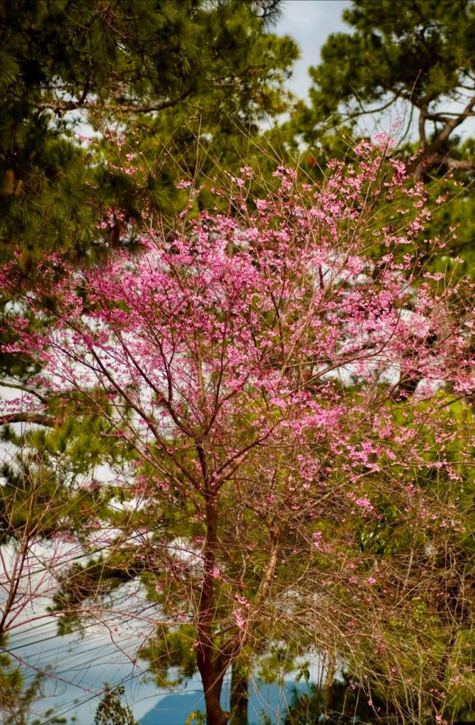 Sắc hồng mai anh đào trong tâm thức và nhịp sống người Đà Lạt