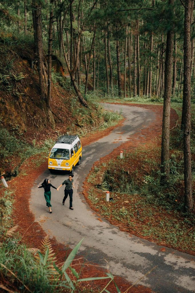 Vẻ đẹp bất tận của các giống thông quý tại rừng thông Đà Lạt