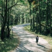 Vẻ đẹp bất tận của các giống thông quý tại rừng thông Đà Lạt