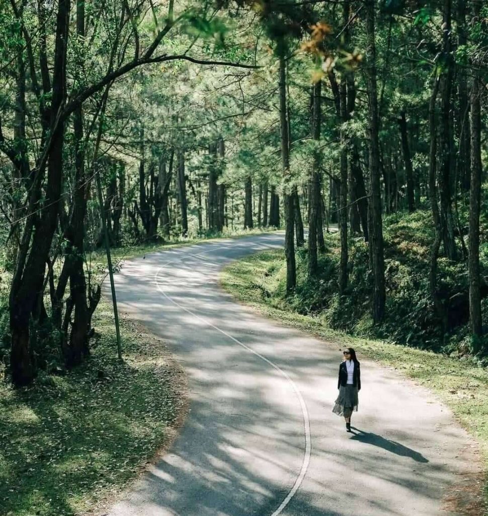 Vẻ đẹp bất tận của các giống thông quý tại rừng thông Đà Lạt