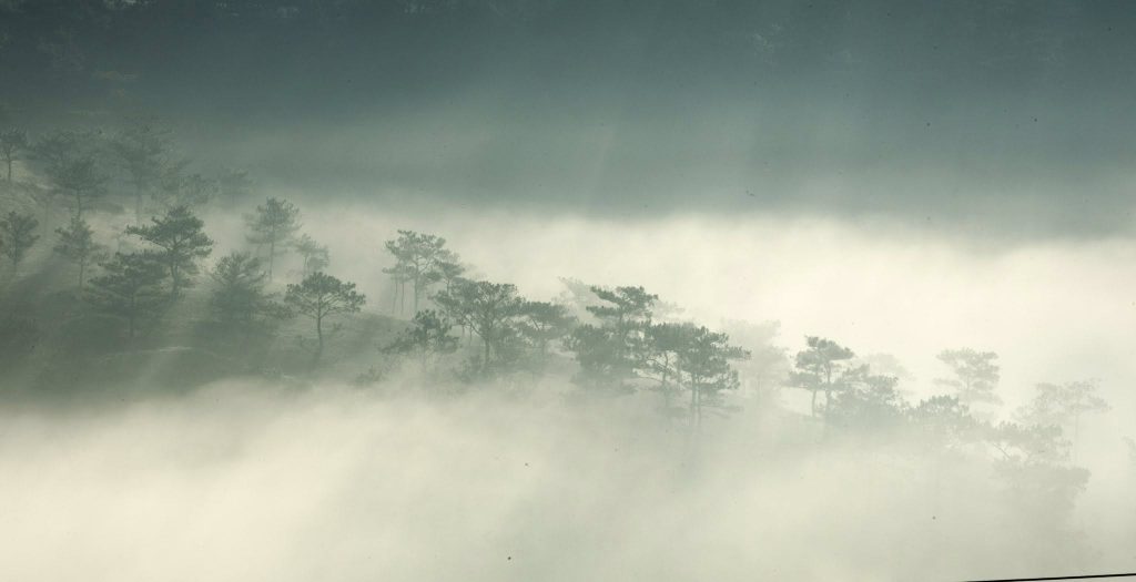 Vẻ đẹp bất tận của các giống thông quý tại rừng thông Đà Lạt