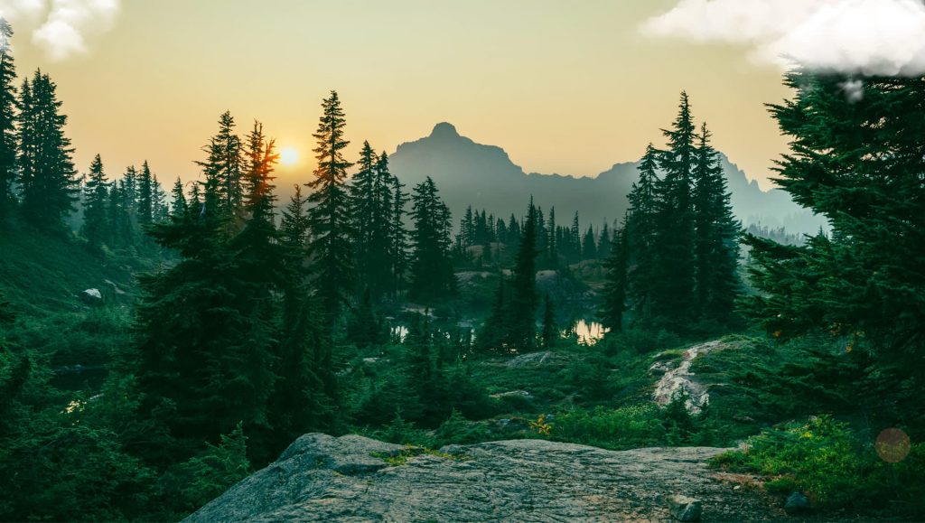 Vẻ đẹp bất tận của các giống thông quý tại rừng thông Đà Lạt