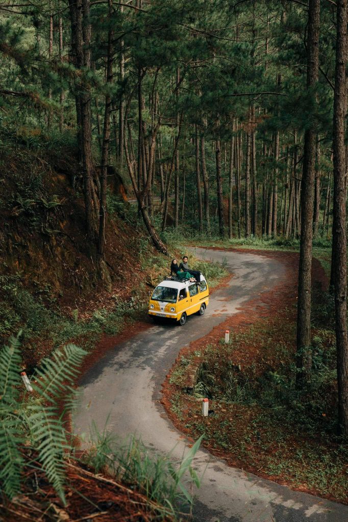 Vẻ đẹp bất tận của các giống thông quý tại rừng thông Đà Lạt