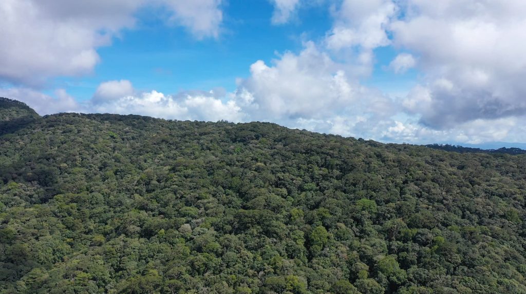 Vẻ đẹp bất tận của các giống thông quý tại rừng thông Đà Lạt