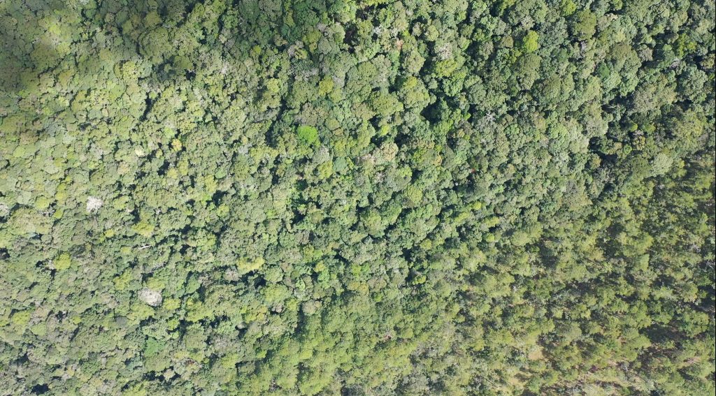 Vẻ đẹp bất tận của các giống thông quý tại rừng thông Đà Lạt