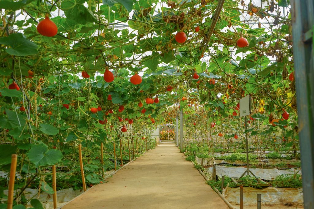 Trải nghiệm nông nghiệp công nghệ cao tại vườn rau nổi tiếng nhất Đà Lạt
