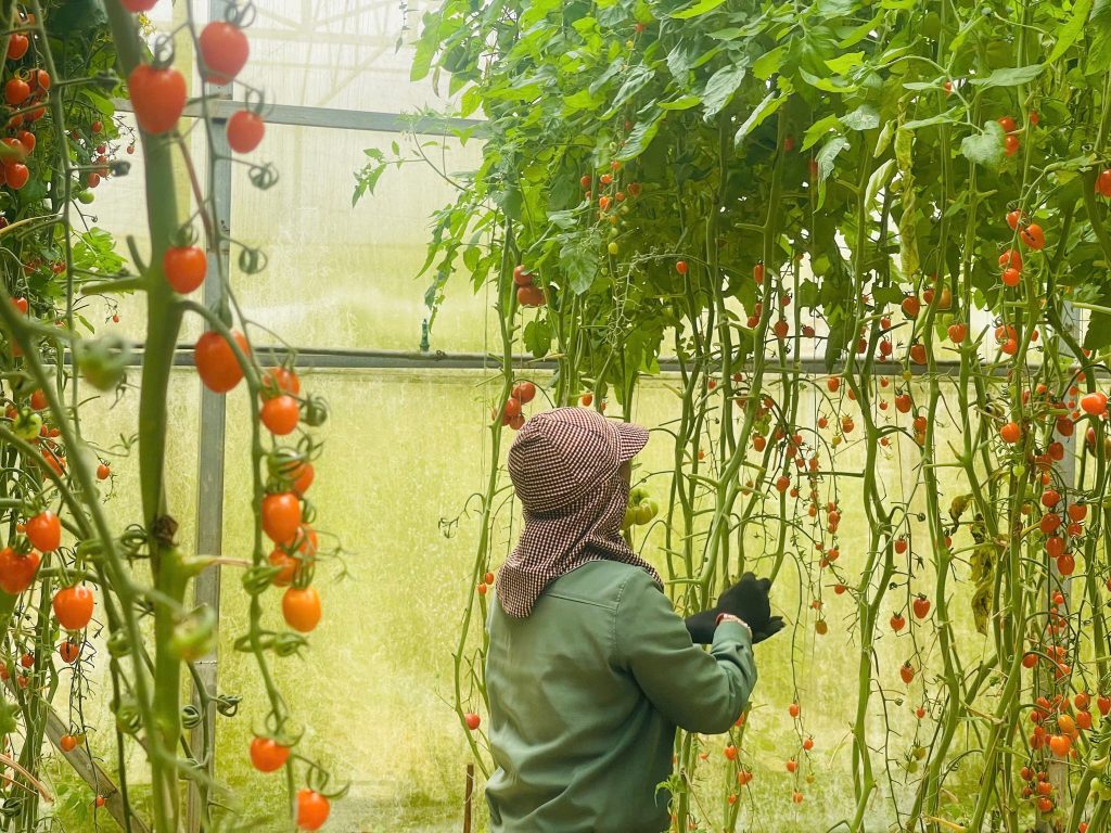 Trải nghiệm nông nghiệp công nghệ cao tại vườn rau nổi tiếng nhất Đà Lạt