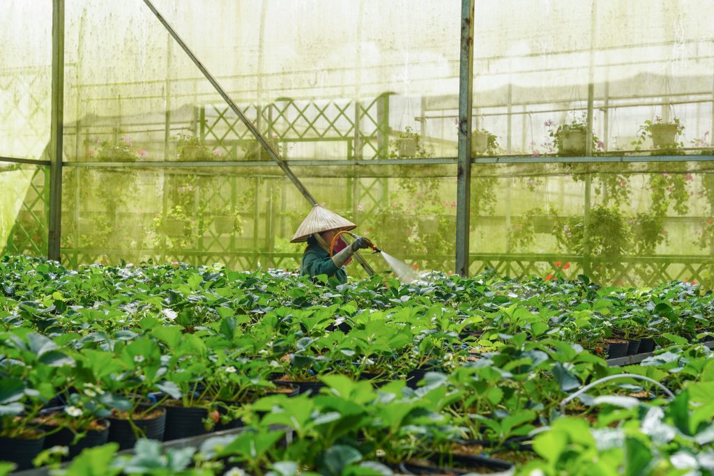 Trải nghiệm nông nghiệp công nghệ cao tại vườn rau nổi tiếng nhất Đà Lạt