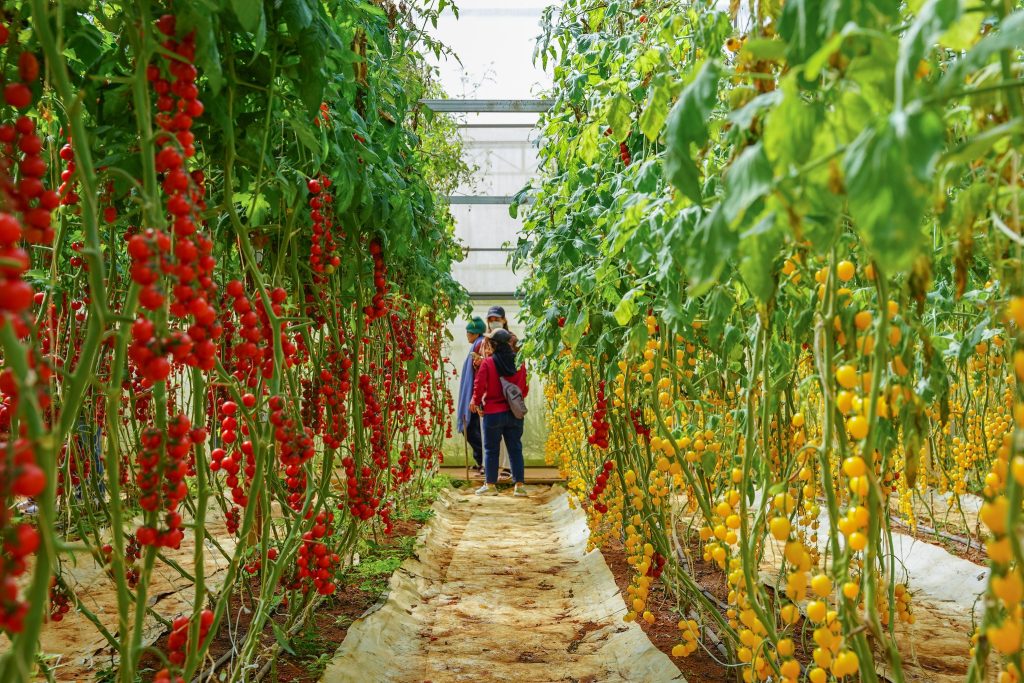 địa điểm tránh nóng lý tưởng ở Đà Lạt với không gian xanh mát và khí hậu dễ chịu