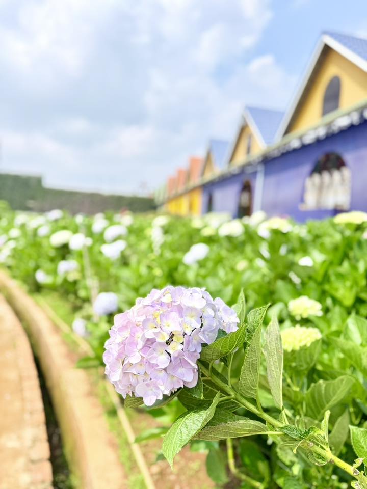 Điểm danh những khu nghỉ dưỡng đẹp tại Đà Lạt không nên bỏ qua