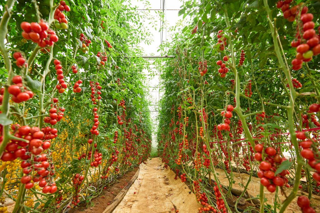 Top nhưng điểm đến an toàn tại Đà Lạt được du khách yêu thích