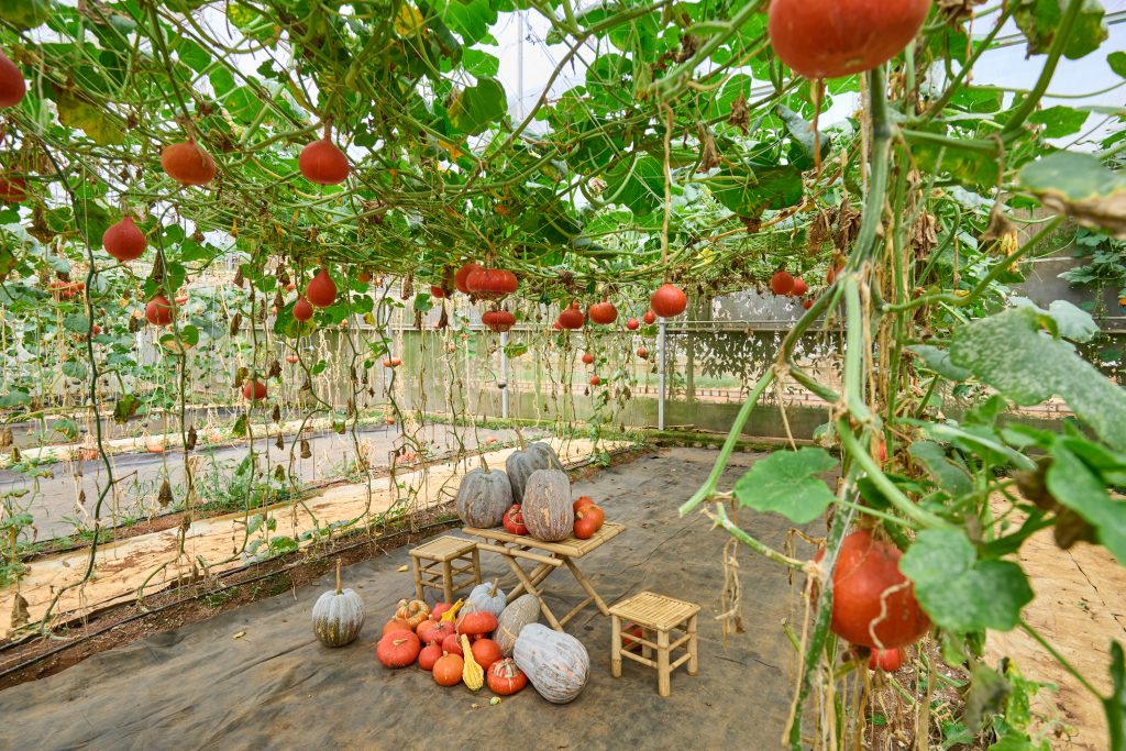 Gợi ý khu du lịch sức chứa lớn tại Đà Lạt cho tour đoàn và sự kiện